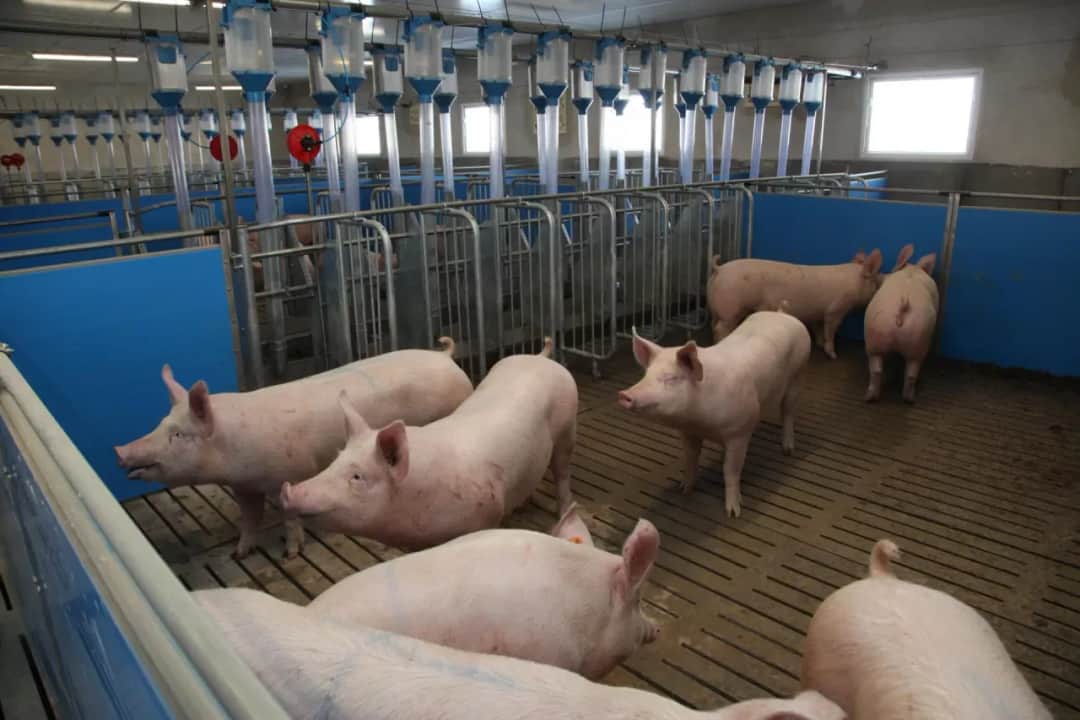 Po ile swinie w skupie - aktualne ceny i prognozy dla hodowców