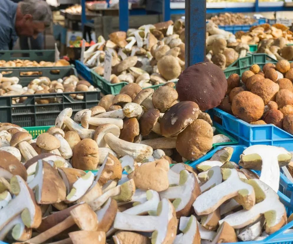 Po ile grzyby na skupie? Sprawdź aktualne ceny i zyski z zbiorów