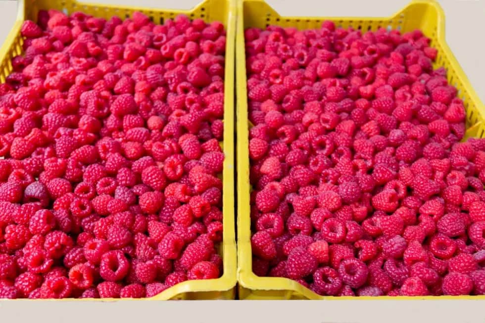 Ile kosztują maliny na skupie? Sprawdź aktualne ceny i lokalizacje Ile kosztują maliny na skupie? Sprawdź aktualne ceny i lokalizacje