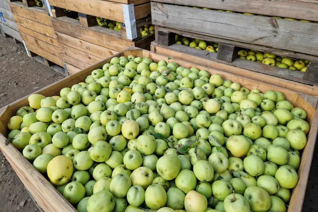 Po ile jabłka na skupie? Sprawdź aktualne ceny i trendy!